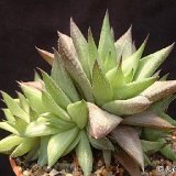 Haworthia reticulata v. subregularis Dscf1915.jpg